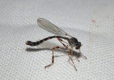 Leptogaster Robber Fly species