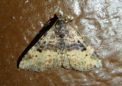8507 - Metalectra edilis; Owlet Moth species