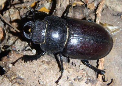Lucanus mazama; Cottonwood Stag Beetle; female