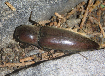 Orthostethus infuscatus; Click Beetle species
