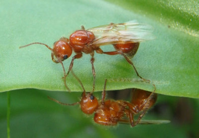 Pogonomyrmex barbatus; Red Harvester Ants; male