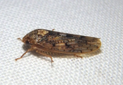 Ponana Leafhopper species