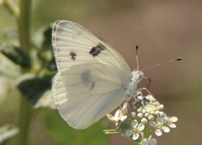 Pontia protodice; Checkered White; male