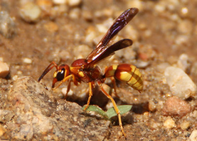 Pterocheilus Potter Wasp species