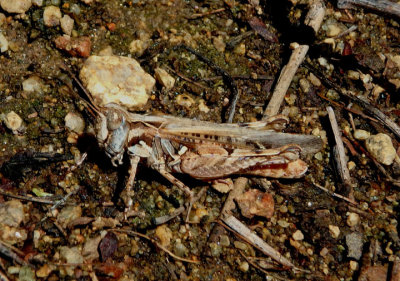 Psoloessa Slant-faced Grasshopper species; female