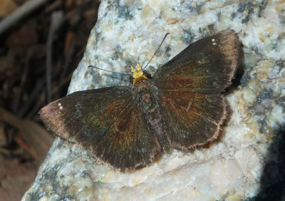 Staphylus ceos; Golden-headed Scallopwing
