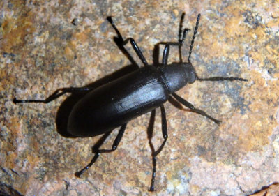 Strongylium atrum; Darkling Beetle species
