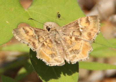 Systasea zampa; Arizona Powdered-Skipper