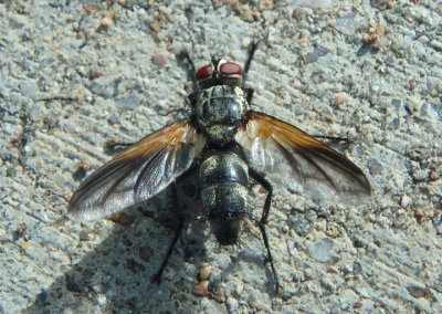 Uramya indita; Tachinid Fly species