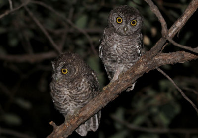 Whiskered Screech-Owl; juveniles