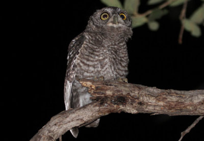 Whiskered Screech-Owl; juvenile