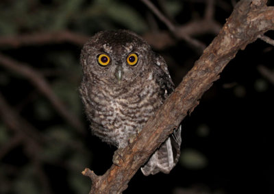 Whiskered Screech-Owl; juvenile