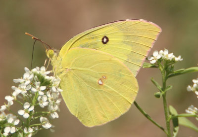 Zerene cesonia; Southern Dogface; male