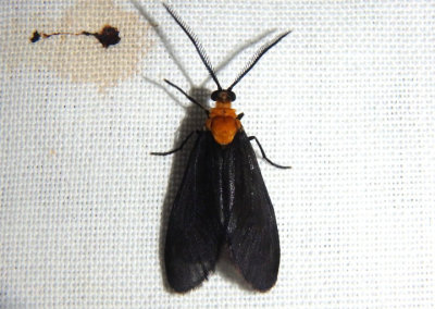 4635 - Neoilliberis fusca; Leaf Skeletonizer Moth species