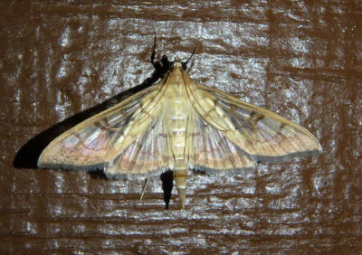 5139 - Mimorista subcostalis; Pyralid Moth species