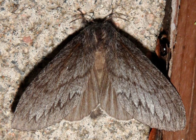 7696 - Gloveria arizonensis; Lappet Moth species
