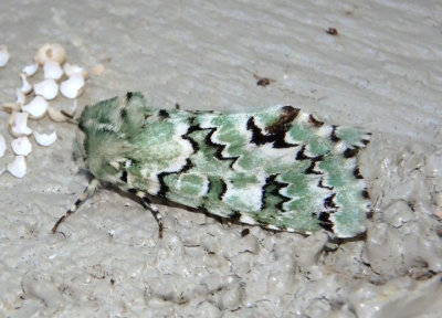 9620 - Miracavira brillians; Mossy Sallow species