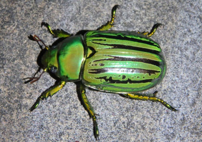 Chrysina gloriosa; Glorious Scarab