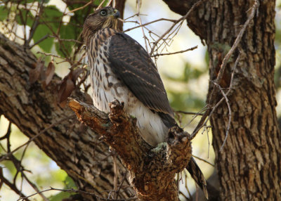 Cooper's Hawk; juvenile