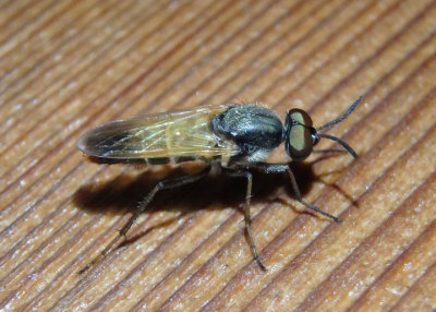 Ozodiceromyia mexicana; Stiletto Fly species; male