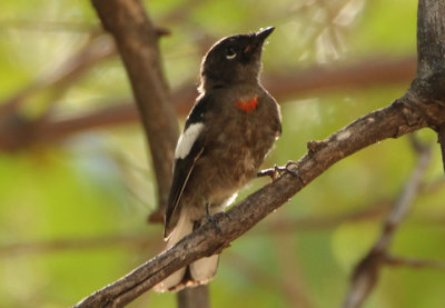 Painted Redstart; juvenile