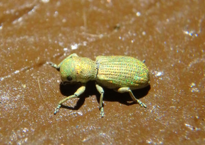 Pandeleteinus submetallicus; Broad-nosed Weevil species