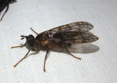 Sphecomyiella nelsoni; Pyrgotid Fly species
