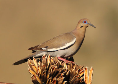 White-winged Dove