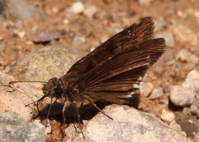 Erynnis tristis; Mournful Duskywing