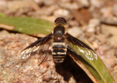 Exoprosopa albifrons; Bee Fly species