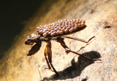 Belostoma Giant Water Bug species; male