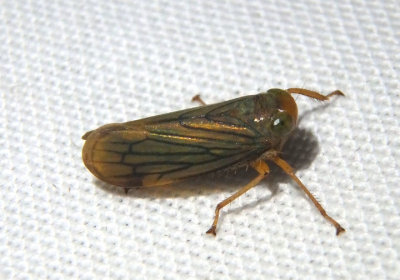 Jikradia Leafhopper species