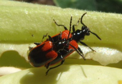 Lema trabeata; Leaf Beetle species pair