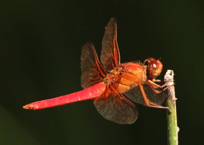 Libellula croceipennis; Neon Skimmer; male