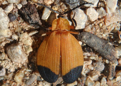 Lycus arizonensis; Net-winged Beetle species