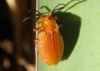 Lycus simulans; Net-winged Beetle species