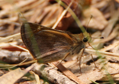 Poanes taxiles; Taxiles Skipper; female