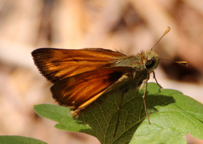 Lon taxiles; Taxiles Skipper; male
