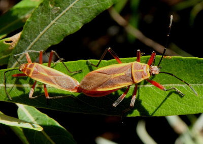 Stenomacra marginella; Bordered Plant Bug species