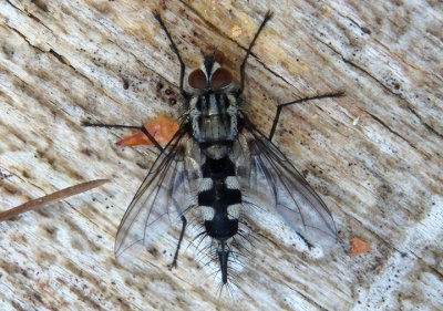 Uramya halisidotae; Tachinid Fly species; male