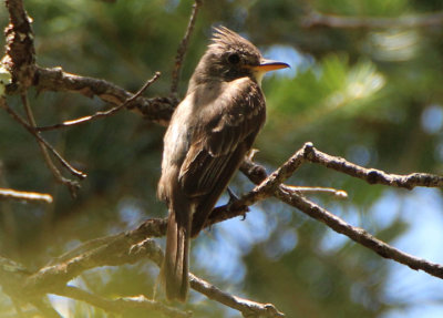 Greater Pewee