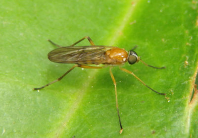 Dialysis fasciventris; Xylophagid Fly species