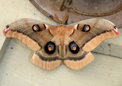 7757.1 - Antheraea oculea; Western Polyphemus Moth; male