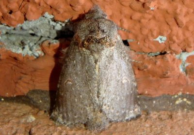 8000 - Theroa zethus; Prominent Moth species