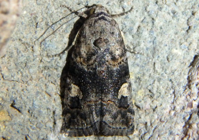 9074 - Metaponpneumata rogenhoferi; Owlet Moth species