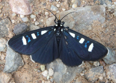 9312 - Alypiodes bimaculata; Two-spotted Forester