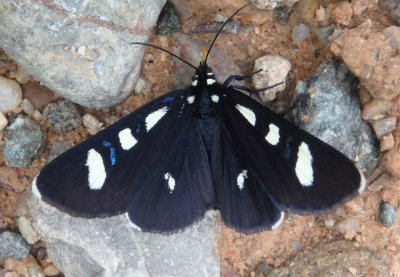 9312 - Alypiodes bimaculata; Two-spotted Forester