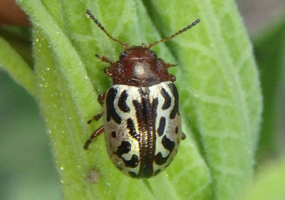 Zygogramma piceicollis; Leaf Beetle species