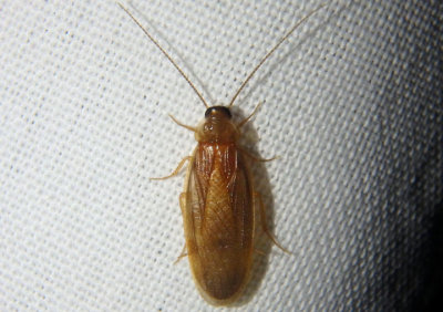 Compsodes schwarzi; Schwarz's Hooded Cockroach