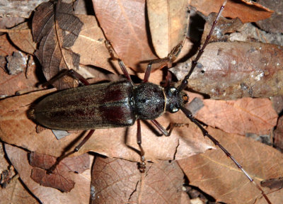 Enaphalodes hispicornis; Long-horned Beetle species